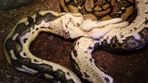 Reticulated python wide view of muscles and swallowing baby goat in action Stock Footage 149427848