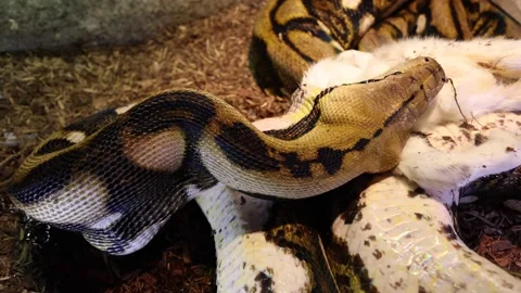 Reticulated python working on swallowing baby goat above view Stock Footage 149427880