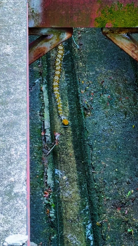 Reticulated Python With Yellow Head Crawling In Shallow Water Through Narrow Stock Footage 333705825