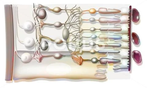 Photograph: Retina drawing Zoom on the structure of the retina with Photograph: Retina drawing Zoom on the structure of the retina with