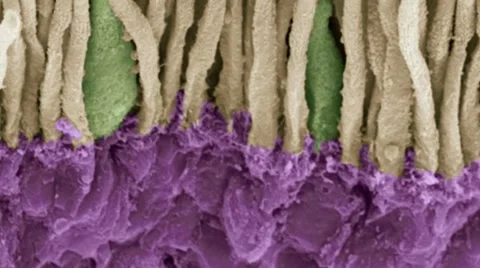Retina rods and cones, SEM Stock Footage