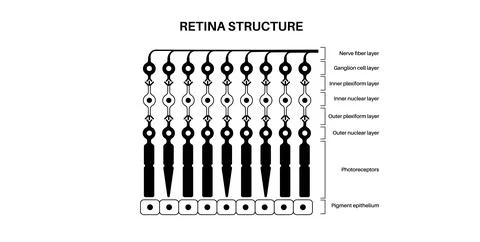 Retina structure poster Stock Illustration