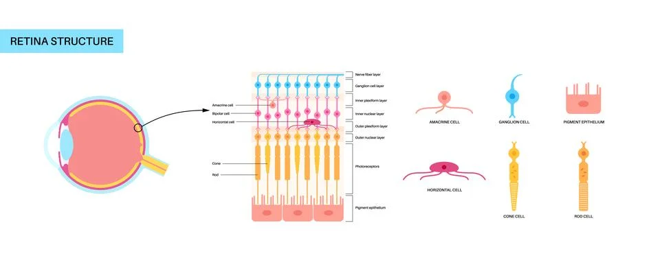 Retina structure poster Stock Illustration