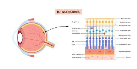 Retina structure poster Illustrazione stock