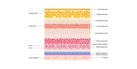 Retina structure poster Stock Illustration