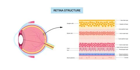 Retina structure poster Stock Illustration