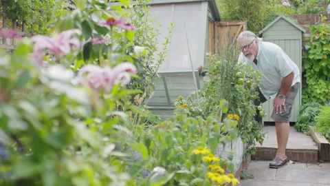 Retired man in his garden checking the growth of one patch as camera pulls focus Stock Footage 136421271