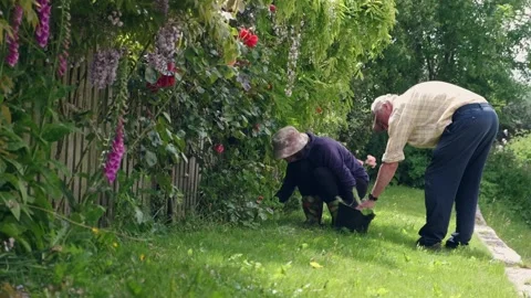 Retired middle aged man and woman gardening in spring time Stock Footage 197130668