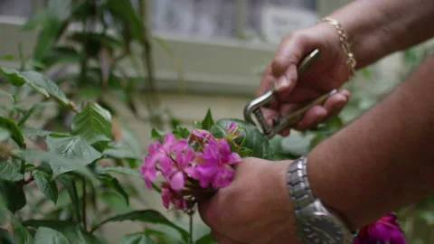 Retired senior male checking over his flowers in his front garden Stock Footage 136447898