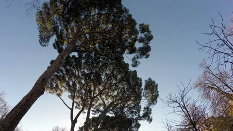 Retiro park in Madrid Stock Footage 101893598