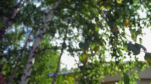 Retouched, back lit, vibrant colors, yellow tones Stock Footage 67606485