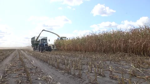 Retracted cornfield after a passing harvester Stock Footage 116010874