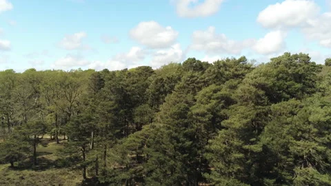Retrating Over Trees - New Forest Stock Footage 153996317