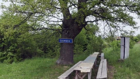 Retreating drone shot moving away from a tree that stands as a landmark in Stock Footage 265992657