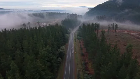 Retreating flight above an empty highway between towering pine trees revealing Stock Footage 344073168