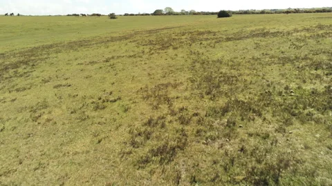 Retreating Overhill - New Forest Stock Footage 153989814