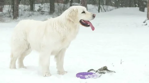 Retriever and falling snow, slow motion Stock Footage 86046631