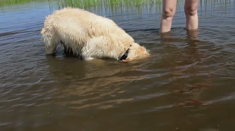 Retriever becomes a diver. Stock Footage 49424858
