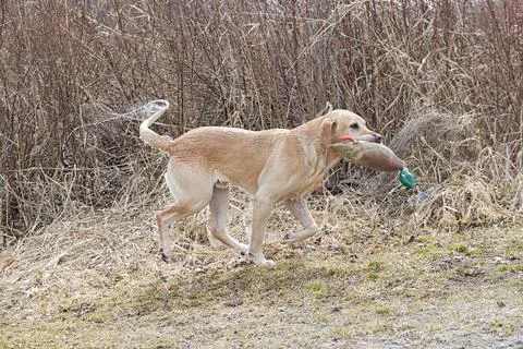 Retriever bringing back duck decoy. Stock Photos
