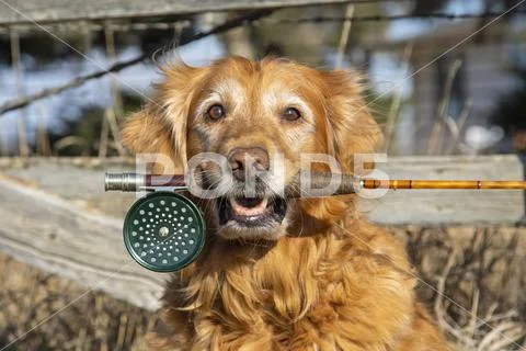 Retriever with a fishing rod,Wellington, Colorado, United States of America Stock Photos