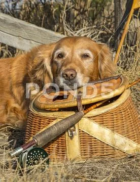 Retriever with fishing supplies,Wellington, Colorado, United States of America Stock Photos