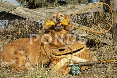 Retriever with fishing supplies,Wellington, Colorado, United States of America Stock Photos