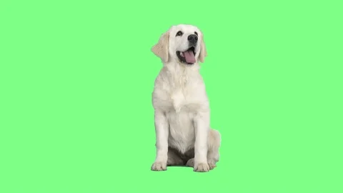 Retriever on green screen Stock Footage 79988883