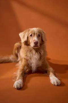 Retriever lying down on orange backdrop studio set Stock Photos