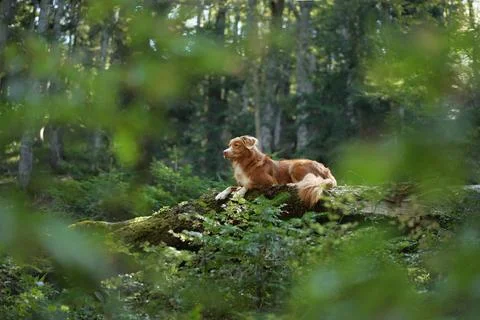 Retriever lying on log in forest Stock Photos