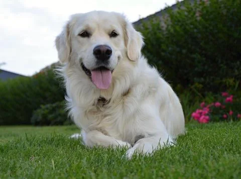 Retriever Stock Photos