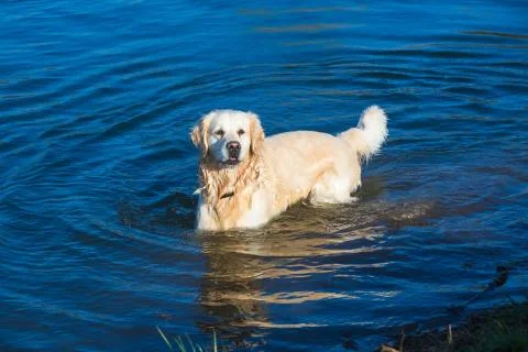 Retriever Stock Photos