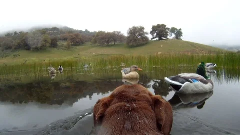 Retriever swims on pond Stock Footage