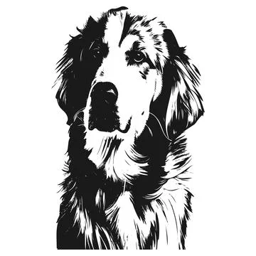 Retriever vector hand drawn vector black and white Stock Illustration