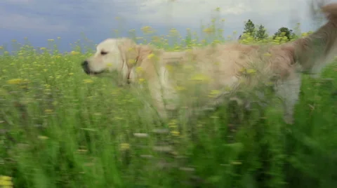 Retriever in yellow field. Stock Footage 49425109