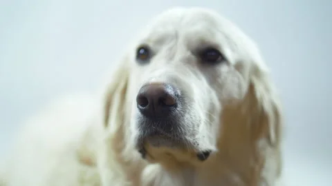 A Retriever's head on a white background. The white dog licks its lips and waits Stock Footage 130485157