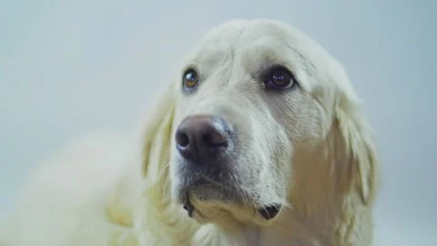A Retriever's head on a white background. The white dog licks its lips and waits Stock Footage 130485271