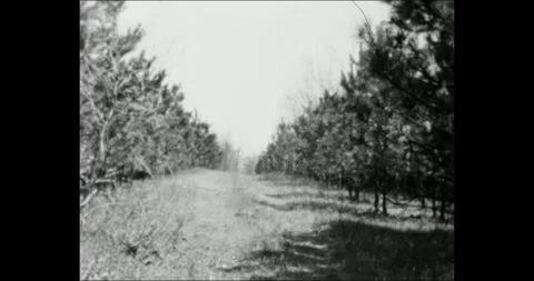 Retro 8mm shot of a dirt path between pine trees in Eastern Europe. Great for Stock Footage 341395474