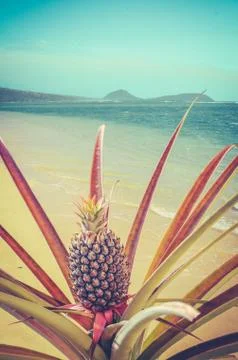 Retro Beach Pineapple Tree Foto stock