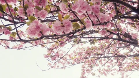 Retro Cherry blossoms swinging in wind Stock Footage 78887803