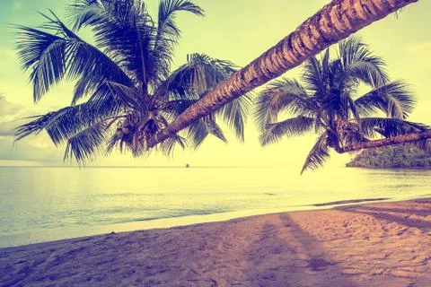 Retro couple coconut tree Stock Photos
