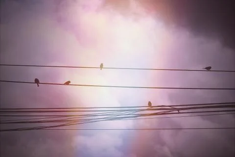 Retro Effect  of  bird  perching on electric wire Stock Photos