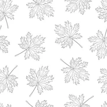 Retro engraving maple leaf seamless pattern on white background. Monochrome l Stockillustratie