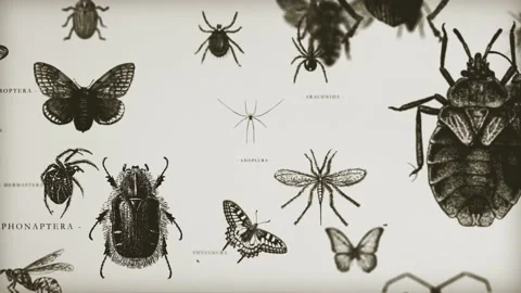 Retro Entomologist 3d Gallery Loop Video stock 236567946