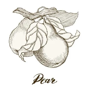 Retro fruit pear Stock Illustration