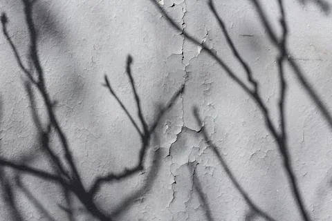 Retro gray background with tree branches shadows Stock Photos