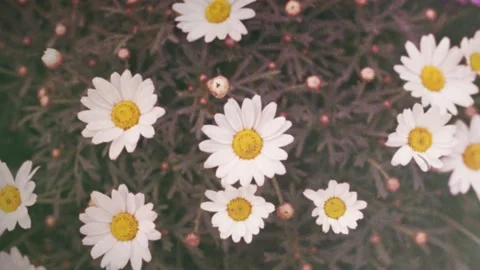 Retro grunge effect on sunny daisy flowers Stock Footage 231908928