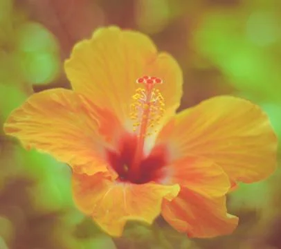 Retro hawaiian hibiscus Stock-Fotos