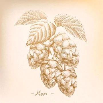 Retro hops in engraving style Illustrazione stock