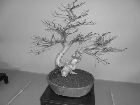 Retro image - Bare bonsai tree growing from gravel and moss at Flora Exposition Stock Photos