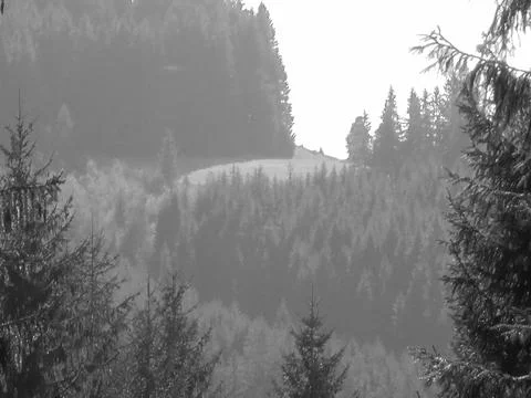 Retro image - Blurred image of distant mountain meadow. Coniferous trees in Stock Photos